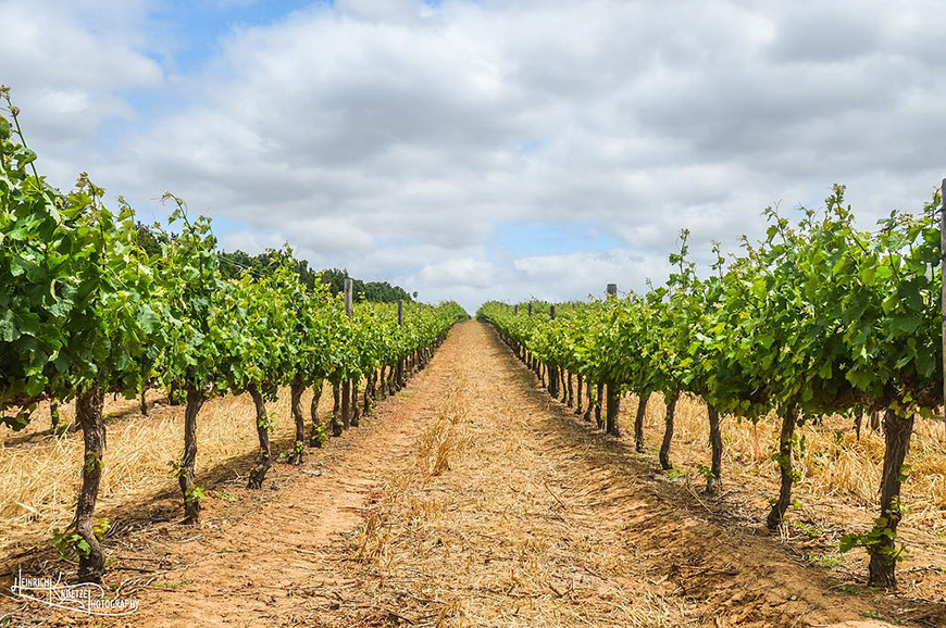 Cape Winelands