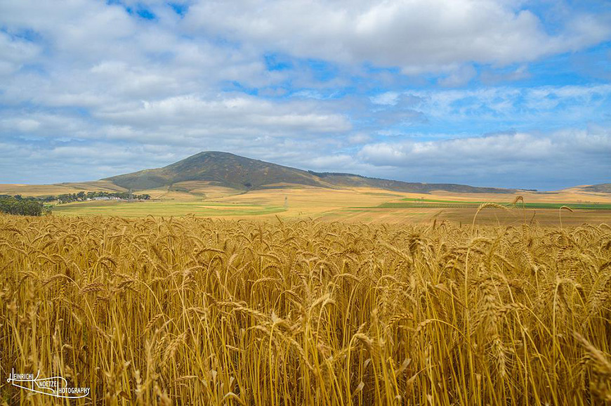 Durbanville Farms