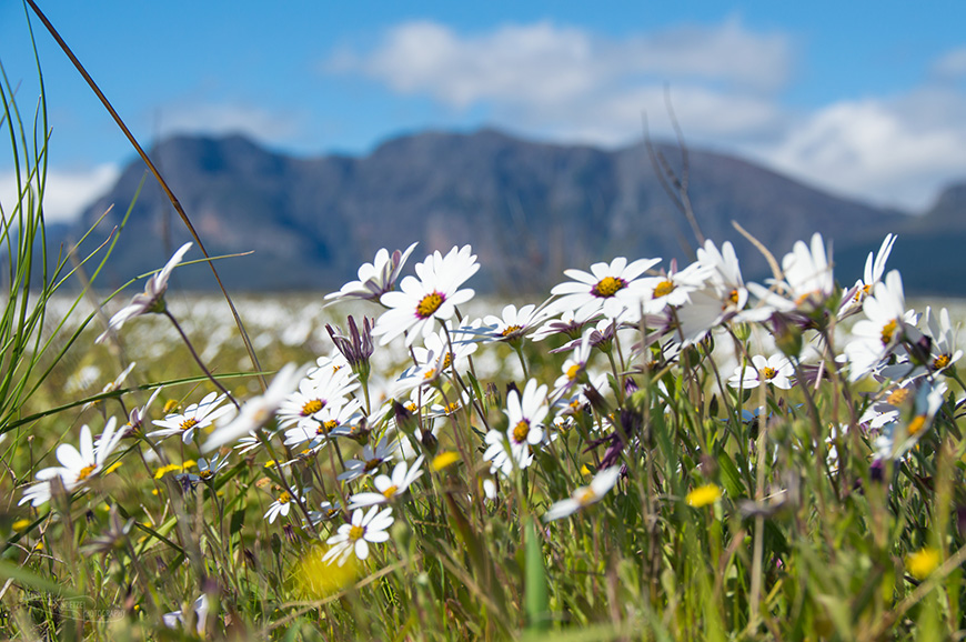 Rocking the daisies in Paarl (1 of 1)