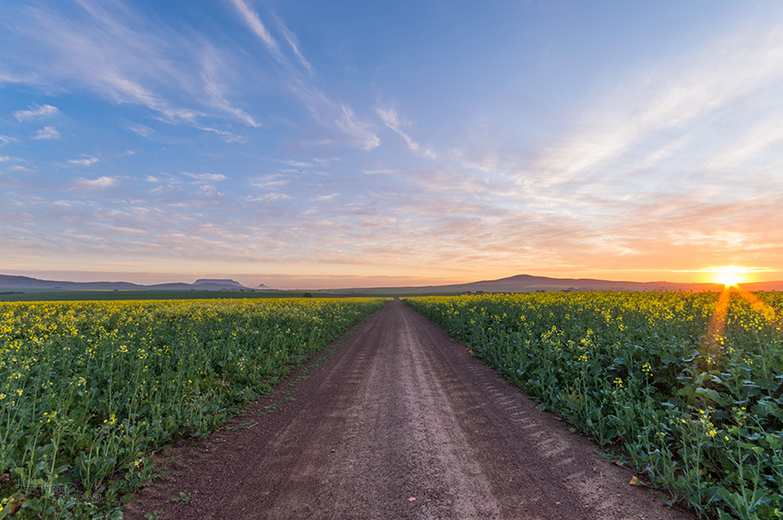 Sunset Canola Road (1 of 1)