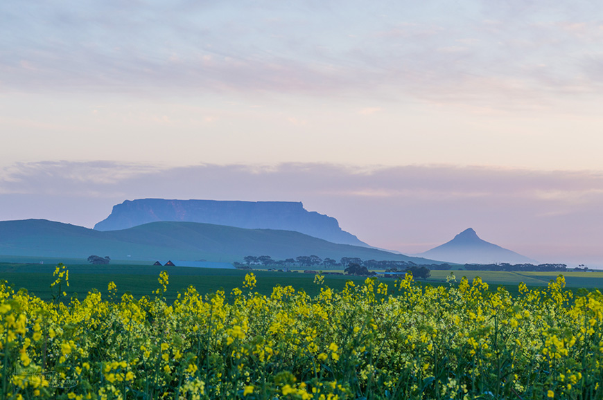 Sunset Canola (1 of 1)